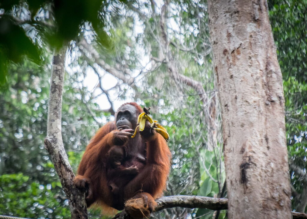 Orang Utan